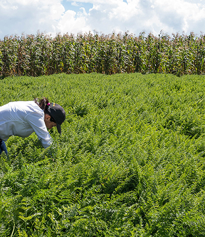 imagem de agricultora manipulando 