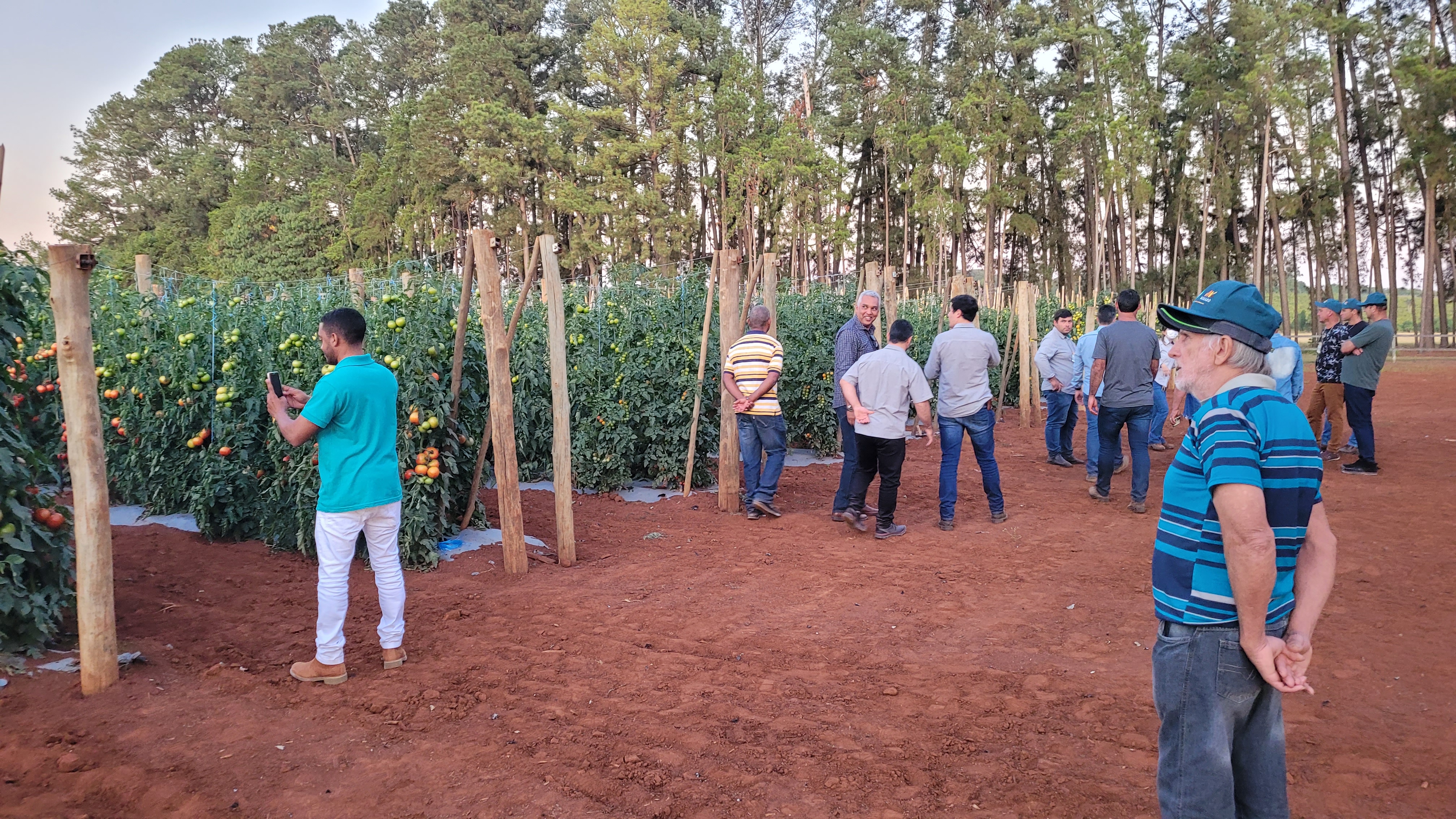 Pessoas em volta de um campo de tomate