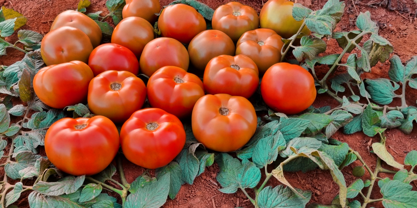 tomate troller