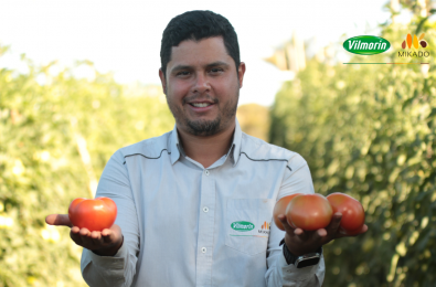 Vilmorin-Mikado Especialista em sementes de tomate no Brasil 