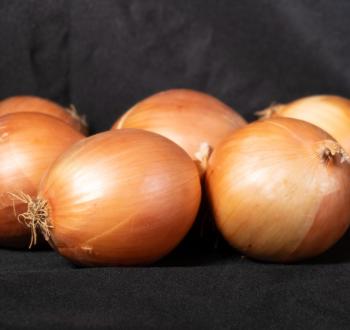 Onion Vilmorin 