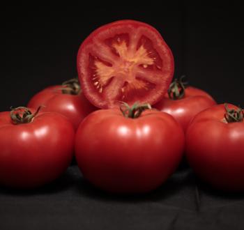  Variedade de tomate Troller F1 no Brasil 