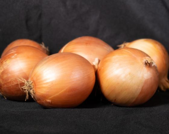 Onion Vilmorin 